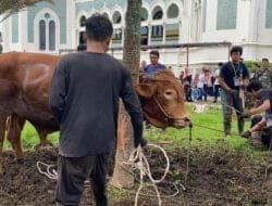 Masjid Raya Al-Mashun Medan Sembelih 14 Ekor  Kurban, 3 Sapi Berjenis Limosin