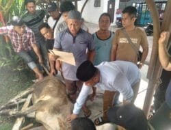 KPU Provsu Sembelih Hewan Qurban