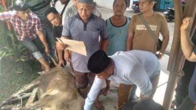 KPU Provsu Sembelih Hewan Qurban