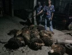 Dua Centeng Kebun Gagalkan Aksi Ninja Sawit di Teluk Meku