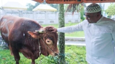 Prabowo Berkurban Sapi 1 Ton ke Masjid Raya Al Mashun Medan