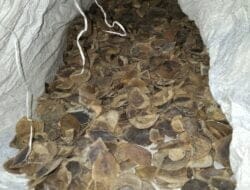 Polda Sumut Ungkap Perdagangan Satwa Dilindungi Berupa Sisik Tringgiling 987 22 Kg