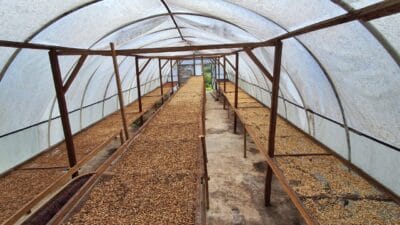 Harga Kopi Diprediksi akan Mengalami Kenaikan