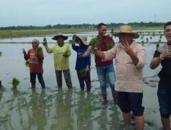 Penanaman dan Pemupukan Kelompok Tani, Iskandar : Tingkatkan Hasil Pertanian