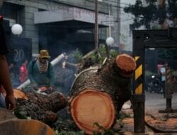 Pohon Kembali Tumbang di Simpang Glugur Kota Medan