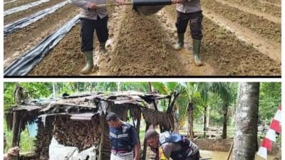 Bhabin Polsubsektor Setia Bersama Petani Abdya Tanam Cabai, Terong dan Kacang