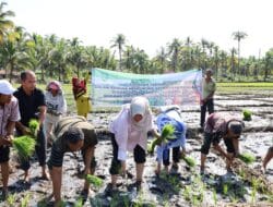 Dinas Pertanian Madina Bersama TNI, Polri Lakukan Gerak Tanam