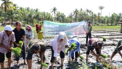 Dinas Pertanian Madina Bersama TNI, Polri Lakukan Gerak Tanam