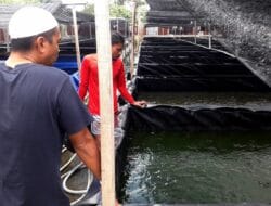 Wujudkan Ketahanan Pangan, Kapolsek Medan Baru Sukses Budidaya Ikan Lele Polnabe Reborn