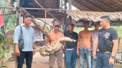 Jerat Biawak, Warga di Langkat Malah Temukan Buaya Muara