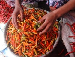 Harga Cabai di Pasar Induk MMTC Melonjak, Pedagang: Karena Faktor Cuaca
