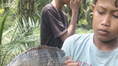 Dalam Sebulan Sudah Tiga Kali Ikan Mabuk, Diduga Imbas Limbah Belendit PKS di Langkat