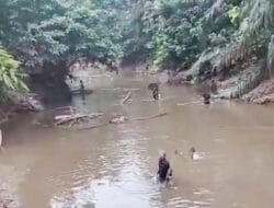 Heboh Ikan Mabuk Diduga Imbas Limbah PKS UPL Batang Serangan