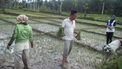 Petani Padi di Padang Lawas Masuki Musim Tanam