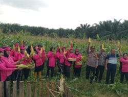 Polres Palas Panen Jagung Bersama Ibu – ibu Bhyangkari dan Masyarakat