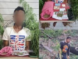Musnahkah Ladang Ganja, Sat Resnarkoba Polres Aceh Selatan Amankan Terduga Pelaku