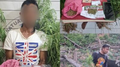 Musnahkah Ladang Ganja, Sat Resnarkoba Polres Aceh Selatan Amankan Terduga Pelaku