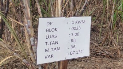 Soal Tanaman Varietas Baru 600 Ha, Manajemen Kebun Kwala Madu di Langkat Tertutup