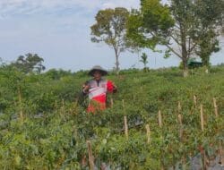Petani Gampong Blang Dalam Susoh Panen Cabai Merah Melimpah