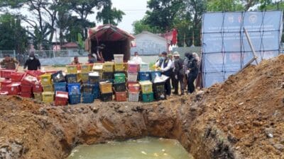 Polda Sumut dan Balai Karantina Musnahkan 4 Ton Mangga Asal Thailand