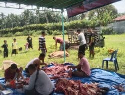 Jelang Idul Fitri 1446 H, DPRD Fraksi Golkar Dapil Binjai Barat Sembelih 4 Ekor Sapi