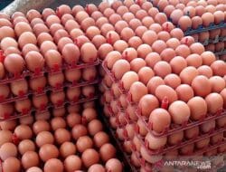 Awas Penipuan, Charoen Pokphand Tidak Pernah Pasang Iklan Jual Telur Murah di Medsos