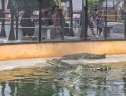 Penangkaran Buaya Asam Kumbang Jadi Lokasi Wisata Libur Lebaran