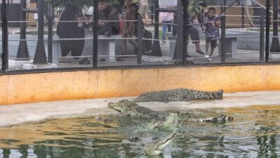 Penangkaran Buaya Asam Kumbang Jadi Lokasi Wisata Libur Lebaran