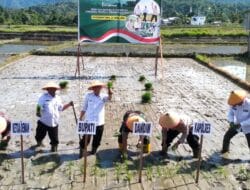 Kodim Abdya Bersama Forkopimda Tanam Padi Perdana