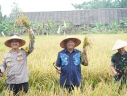 Panen Raya Padi Bersama Presiden, Bupati Langkat Optimis Swasembada Pangan Terwujud