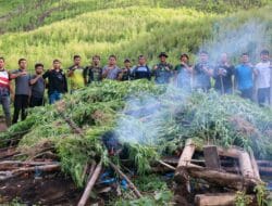 TNI Kodim 0113/Gayo Lues Musnahkan 3 Hektare Ladang Ganja