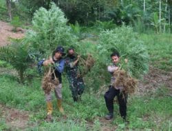 Fakta Ladang Ganja di Aceh Meningkat, TNI Temukan Sejumlah Titik Lokasi