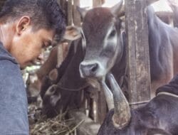 Jelang Idul Adha 1446 H, Penjualan Hewan Kurban Pak Ridwan Menurun