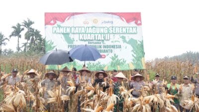 Bupati Aceh Selatan Panen Jagung di Trumon Tengah
