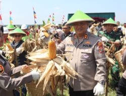 Dukung Swasembada Pangan, Polres Labuhanbatu Panen Jagung Serentak