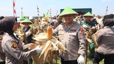 Dukung Swasembada Pangan, Polres Labuhanbatu Panen Jagung Serentak