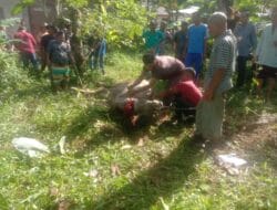 Warga Lorong II Lhok Keutapang Sembelih 5 Ekor Hewan Kurban