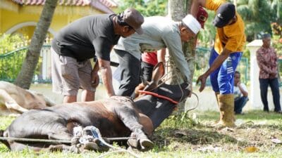 12 Ekor Sapi Didistribusikan, Bupati Langkat Sembelih Kurban di Kampung Halaman