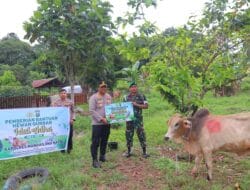 Polres Madina Berkurban 24 Ekor Sapi dan 3 Kambing Pada Iduladha 1446 H