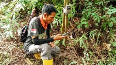 4 Ekor Sapi Dimangsa Harimau, BKSDA Langkat Pasang Kamera di Lokasi