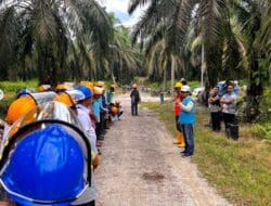 Tingkatkan Keselamatan Kerja, PLN Hadir untuk Rakyat Melalui Edukasi Bahaya Listrik Saat Panen Sawit
