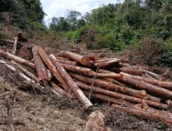 DPRD SU Desak Polres Humbahas Tangkap Pelaku Perambah Hutan di Humbahas