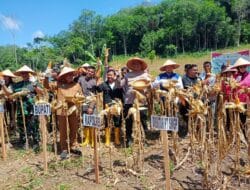 Polres Madina – PT SMGP Panen Raya Jagung Kuartal Kedua, Pemkab Beri Apresiasi