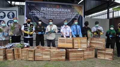 Hasil Operasi Gabungan, Karantina Sumut Musnahkan Komoditas Ilegal Bernilai Rp3,81 M