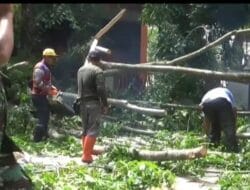 Pohon Tumbang Timpa Kantor Pos di Jalan Sudirman Medan