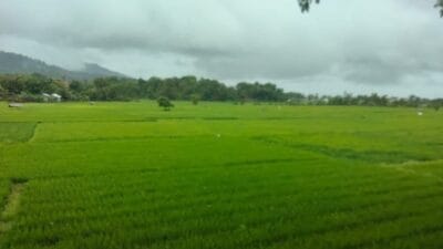 Diguyur Hujan Deras, Padi Layu dan Menguning Pasca Kemarau Kini Segar Kembali