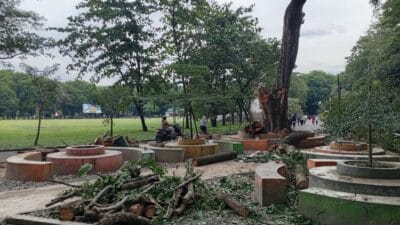 Pasca Pohon Patah Telan Korban Jiwa, DLH Tuai Kritik Warga dan Bupati Langkat