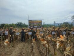 Dukung Swasembada Pangan, Bupati Abdya Panen Raya Jagung Varietas Pioneer