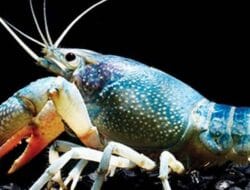 Tinggi Merkuri, Jangan Berlebihan Konsumsi Ikan Ini