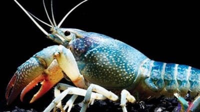 Tinggi Merkuri, Jangan Berlebihan Konsumsi Ikan Ini